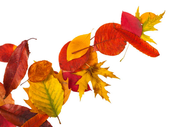 istock Defferent bright autumn leaves isolated on white 1352208516