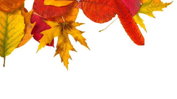 istock Defferent bright autumn leaves isolated on white 1352210193