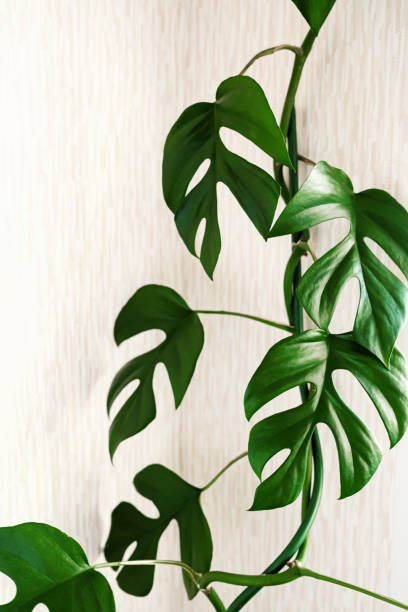 istock Close-up liana Rhaphidophora tetrasperma (Monstera Minima) on light  background. 1352212881