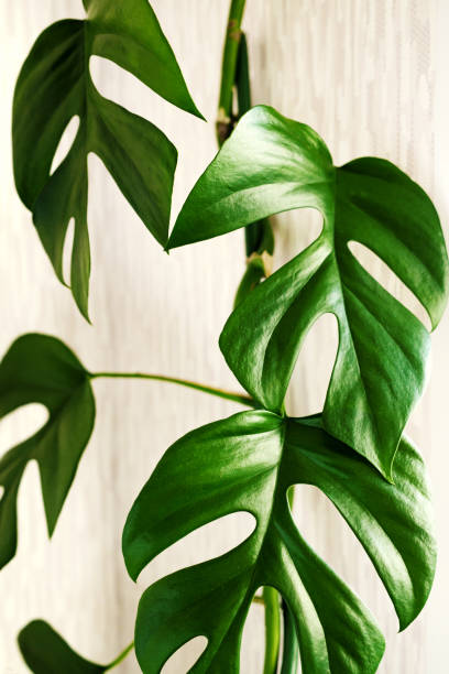 istock Close-up liana Rhaphidophora tetrasperma (Monstera Minima) on light  background. 1352212887