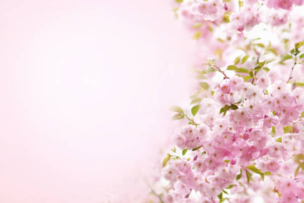 istock Spring blossom, springtime pink flowers bloom, pastel and soft floral card 1352215510