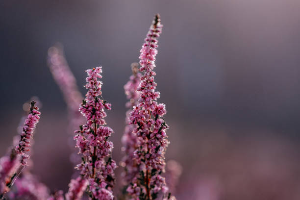 istock Close up of common heather 1352216246