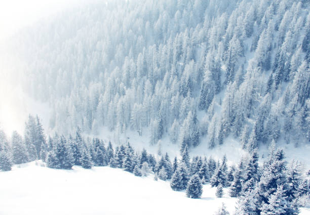 Winter mountain forest in snow beautiful landscape in ski resort in Solden Austria