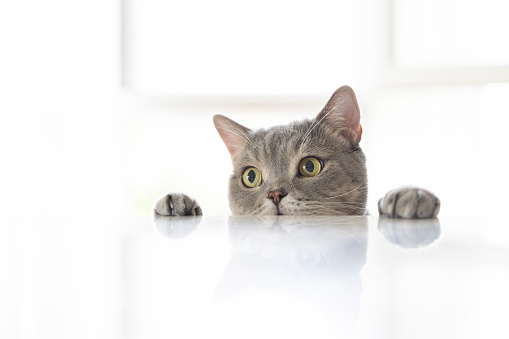 Adult grey and white female cat looking out window from bedroom with winter outside