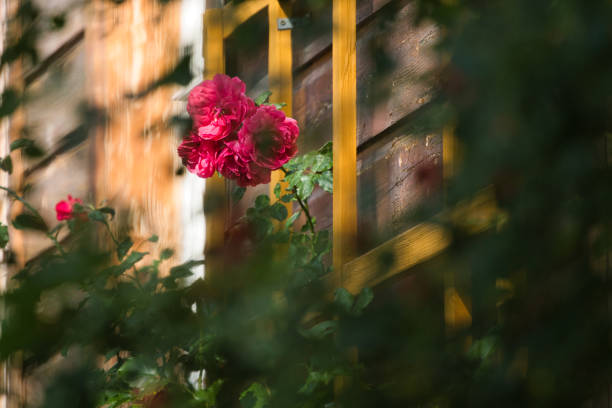 Beautiful Red Roses Against Summer Sky