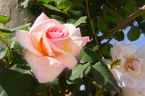 Beautiful pink rose in the garden. Garden and clear blue sky in the background. Cambados, Galicia, Spain.