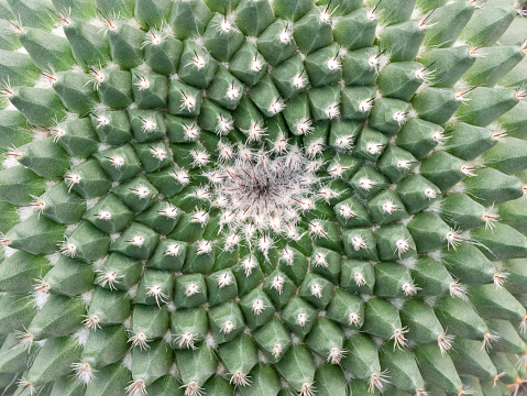 The Cactus has The Spiral Thorns and Revolves Around it in The Pot