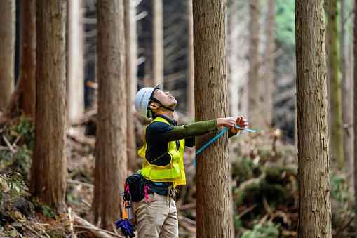 A mid adult forestry worker measuring and marking trees for selective logging.