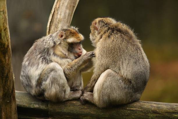 istock Macaque monkey in the nature looking habitat. Family care. Macaca sylvanus. 1352220695