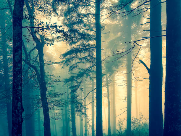 istock The Black Forest in Germany with fog. 1352220922