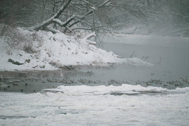 Snow geese take a rest alongside the snowy banks of the Copper River in Interior Alaska.