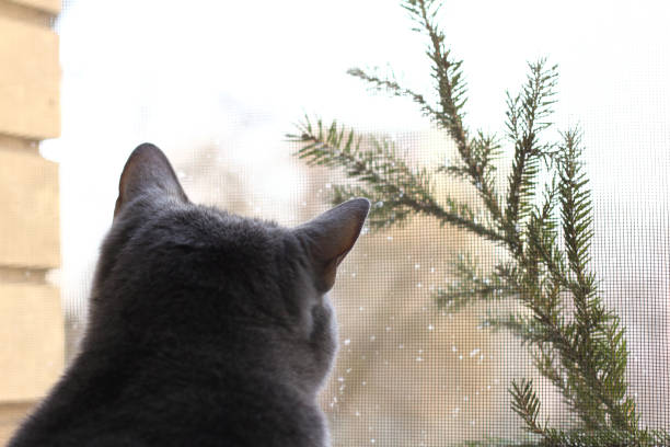 istock we meet the beginning of winter 1352222189