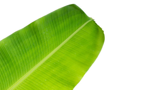 istock Wet banana leaf on white background. 1352222915