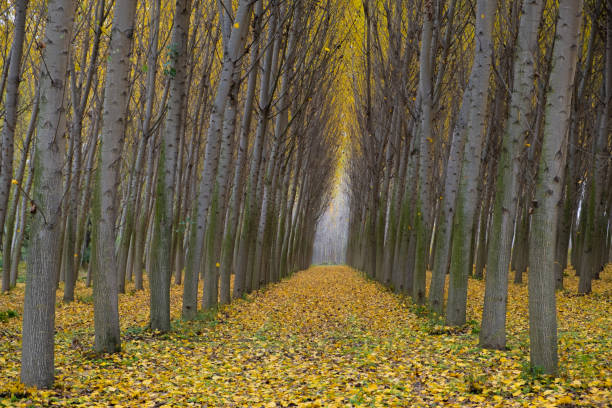 istock symmetrically arranged trees and wonderful autumn scenery 1352223155