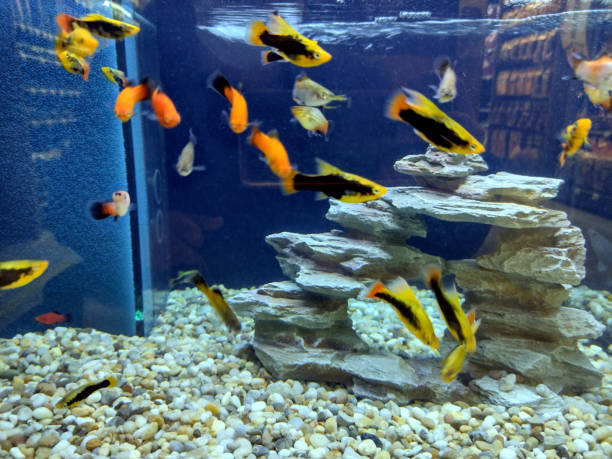 istock colored fish in the aquarium 1352223358