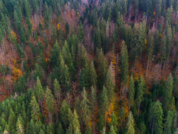 istock Autumn forest in Carpathian mountains, Ukraine 1352223531