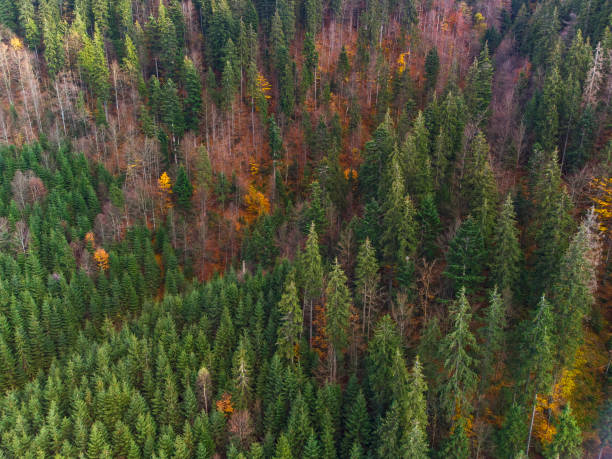 istock Autumn forest in Carpathian mountains, Ukraine 1352223702