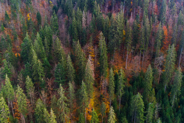istock Autumn forest in Carpathian mountains, Ukraine 1352223765
