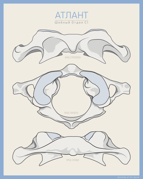 istock Shown Here is the First Cervical Vertebra. Atlas C1. Anterior, Posterior and Top View. Illustration for Education or Study. Anatomy on Russian 1352224517