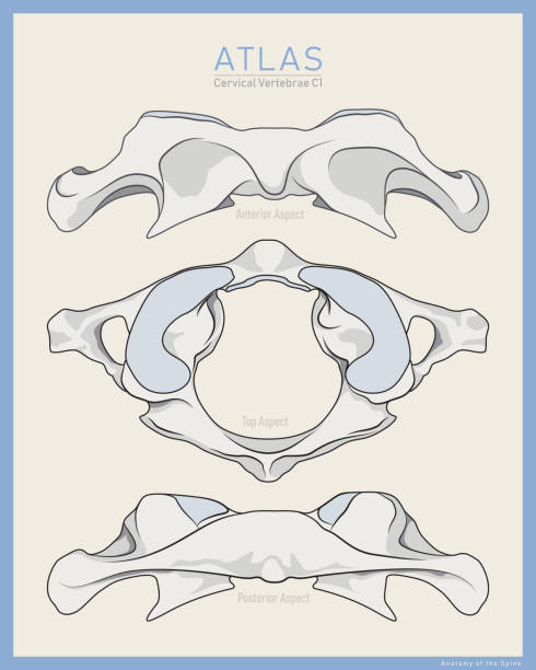 istock Shown Here is the First Cervical Vertebra. Atlas C1. Anterior, Posterior and Top View. Illustration for Education or Study. Anatomy on English 1352224518
