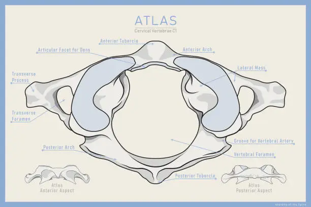 Vector illustration of Shown Here is the First Cervical Vertebra. Atlas C1. Anterior, Posterior and Top View. Illustration for Education or Study. Anatomy on English