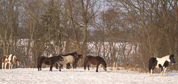 istock Many different color horses on sunny winter day 1352224586