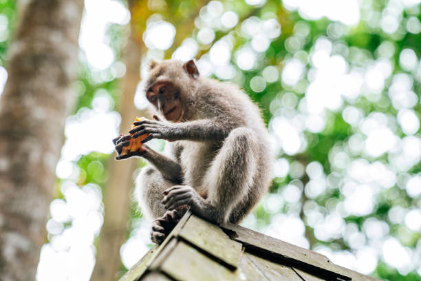 Monkey eats a piece of coconut.