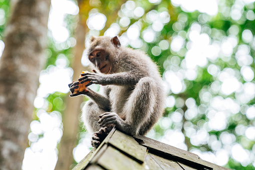 Wild monkey sitting on a roof and holding sweet potato. Image taken in Uluwatu, Bali.