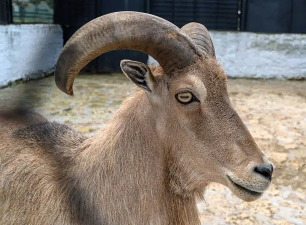 Photo of Head of a mountain goat close up. Wild animals in the national reserve.