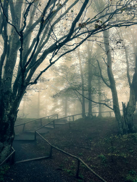 istock Path through the Black Forest in Germany with fog. 1352225901