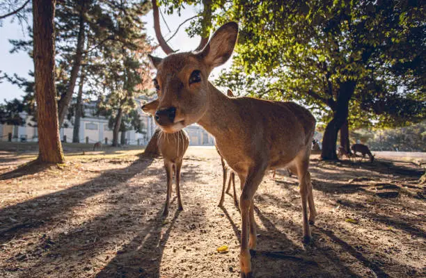 Photo of Japan Kyoto Nara Deer And blur background closeup