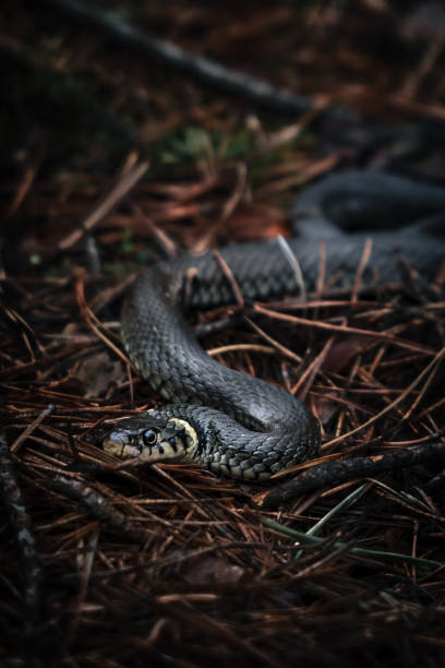 istock grass snake on the ground vertical photo 1352227291