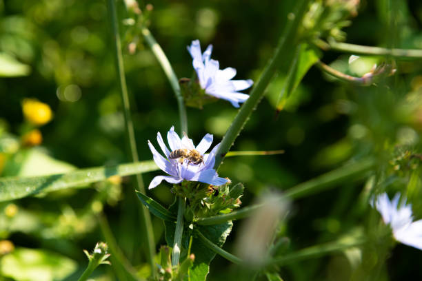 cichorium florescendo e abelha dentro de sua flor - uncultivated flower chicory cornflower - fotografias e filmes do acervo