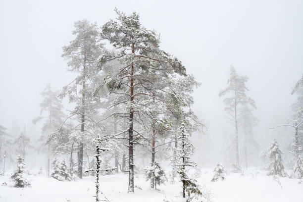 istock Pine tree with hoarfrost at a bog with snow and mist 1352227540