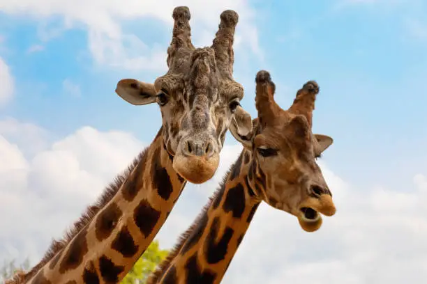 Photo of Portrait of a couple of giraffes on blue sky background