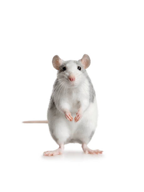 istock Gray little rat standing on his hind legs over white 1352230419