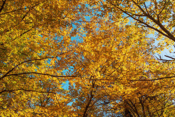 gelbes herbstlaub im wald - saturated color beech leaf autumn leaf stock-fotos und bilder