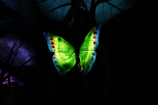 Butterfly night light stock photo