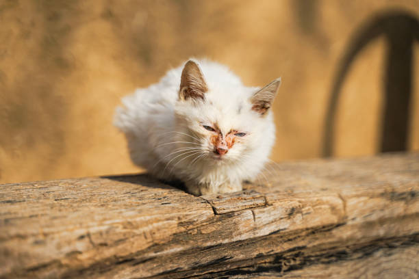 istock Kitten sick cat on rustic wooden chair 1352233150