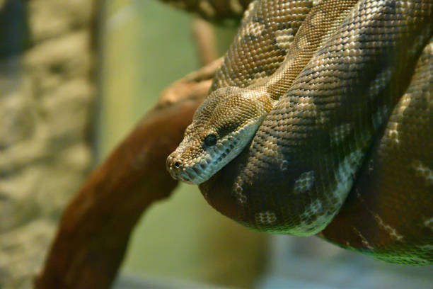 Brideli Python 20+ Morelia Bredli Photos Photos, taleaux et images libre de droits ...