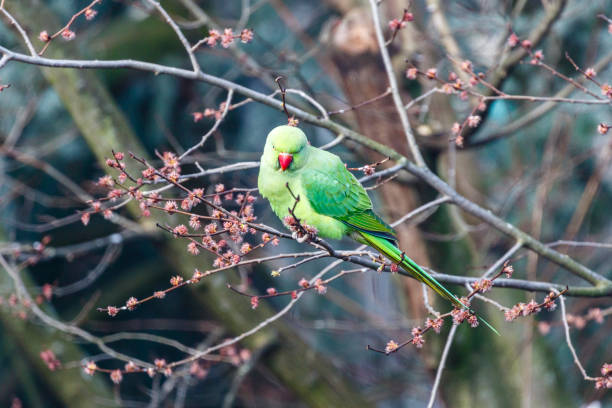 istock Green rose ringed parakeet in a tree during Spring in Amsterdam, The Netherlands, Europe 1352233576