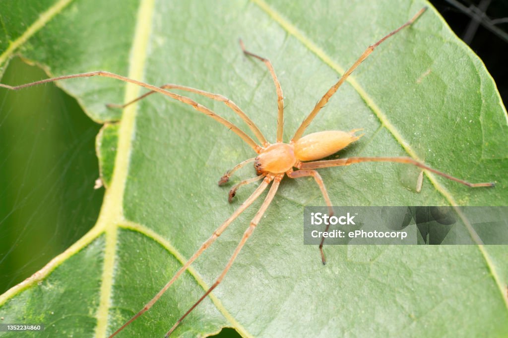 Male yellow sac spider, Cheiracanthium inclusum, Satara, Maharashtra, India Spider Stock Photo