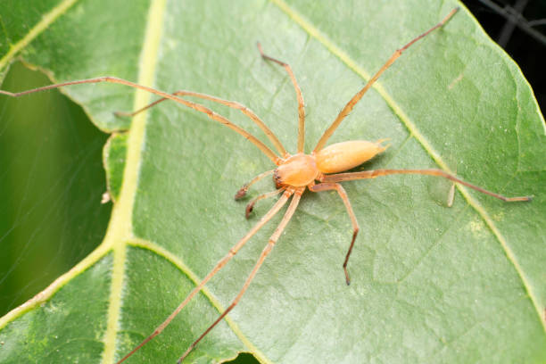Male yellow sac spider, Cheiracanthium inclusum, Satara, Maharashtra, India stock photo
