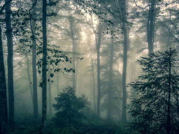 istock The Black Forest in Germany with fog. 1352235608