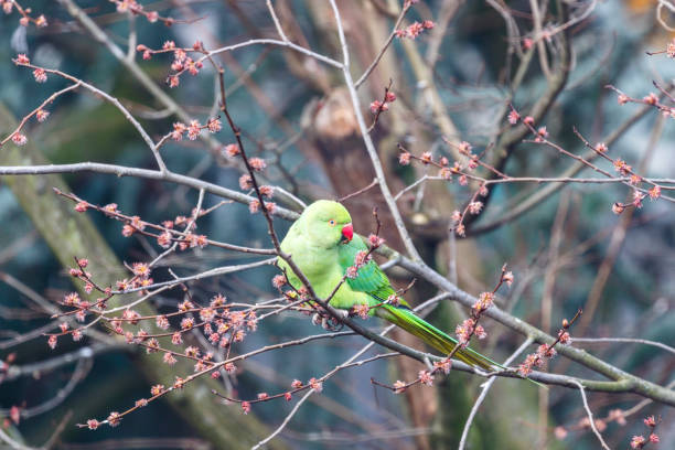 istock Green rose ringed parakeet in a tree during Spring in Amsterdam, The Netherlands, Europe 1352235656