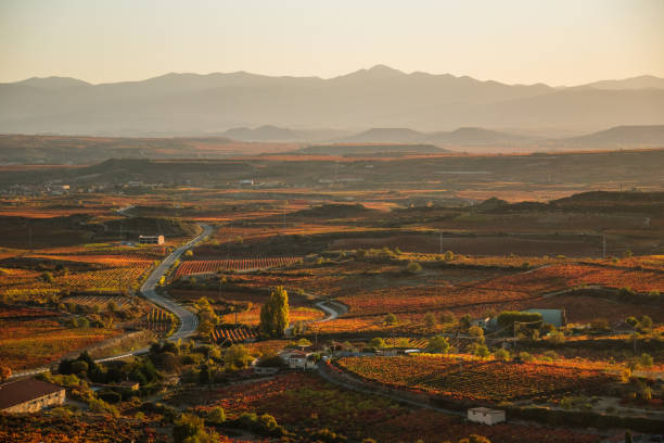 istock Vineyards with autumn colors 1352238912