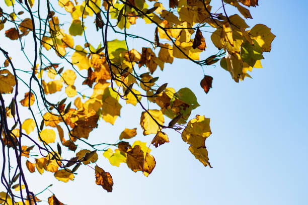 istock Selective Soft Focus. Birch trees with bright yellowed leaves against a sunny light blue sky. Autumn background. Concept Autumn, September, October, Back to School 1352238931