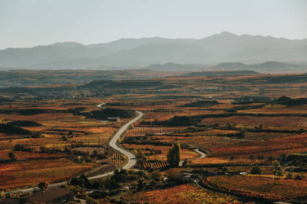 istock Vineyards with autumn colors 1352239095