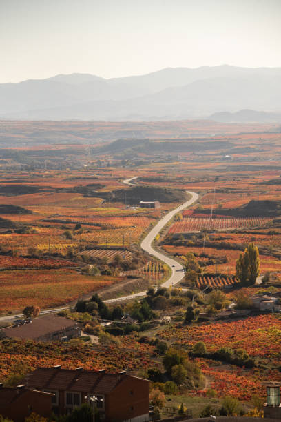 istock Vineyards with autumn colors 1352239402
