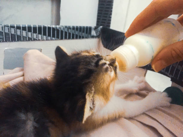 istock a kitty drinking milk holding by human hand at home 1352240365